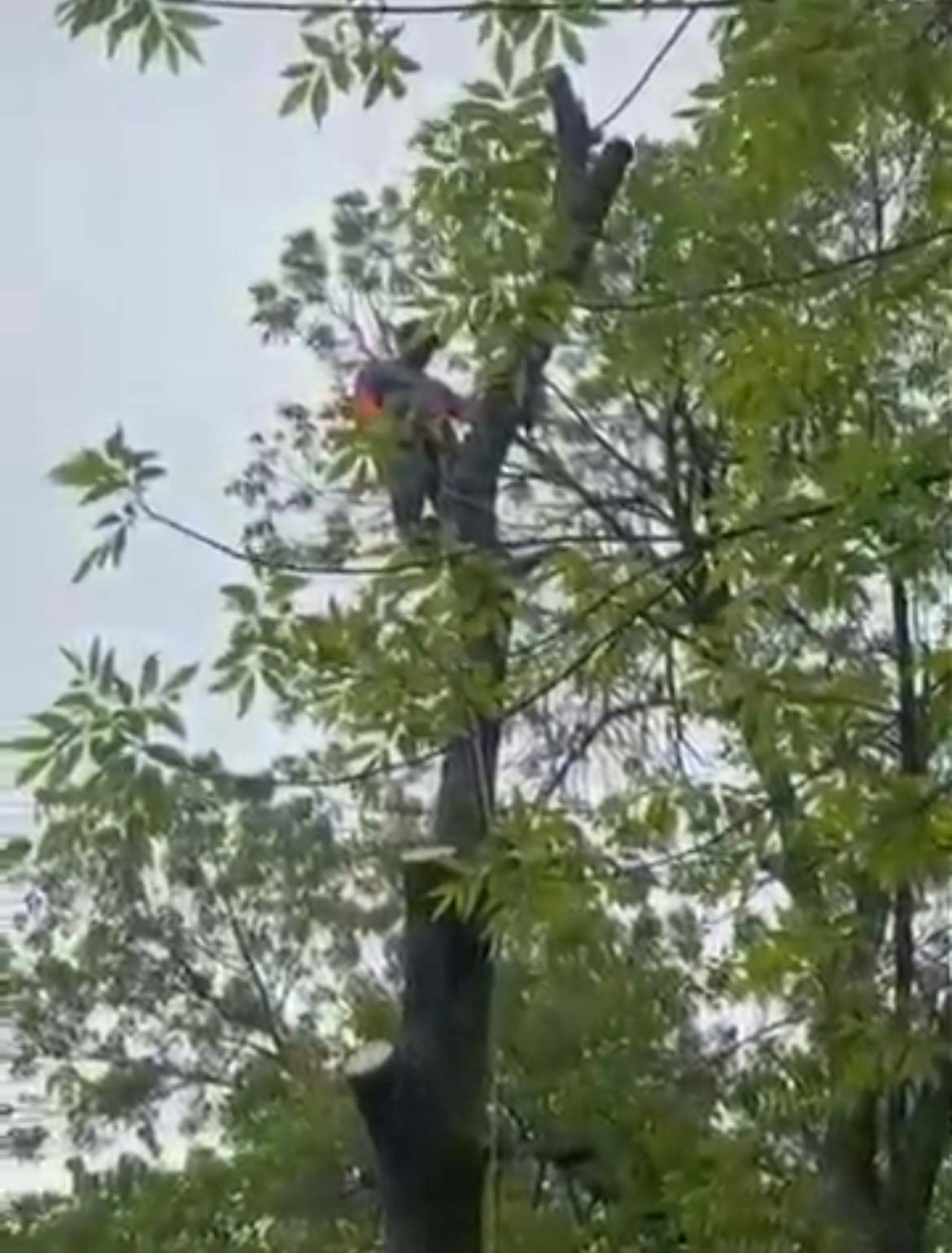 affordable tree removal near me