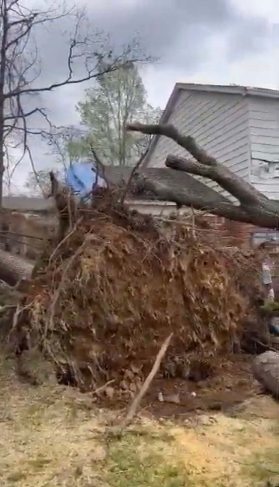 cheap tree removal near me