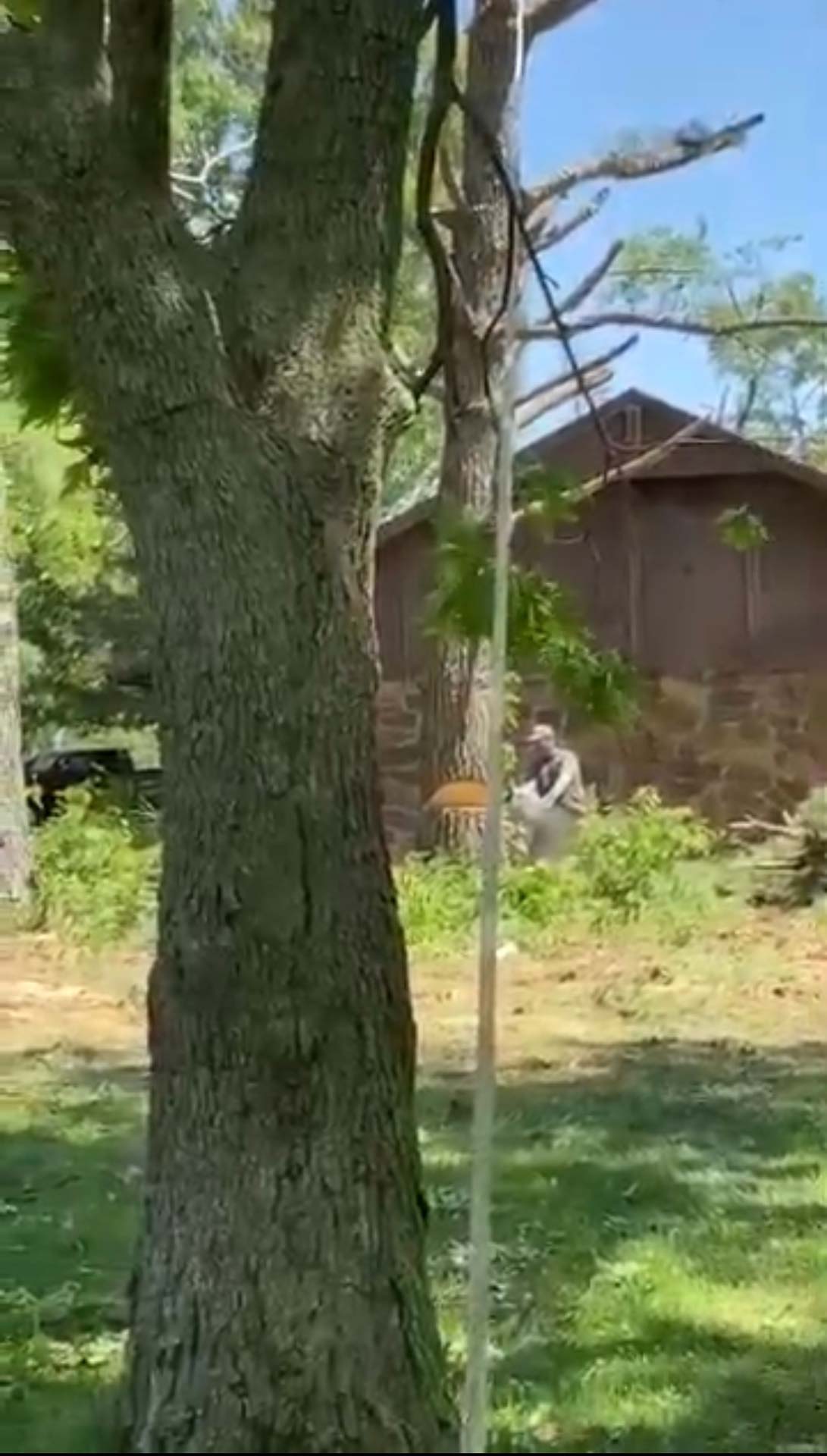 cost to remove large tree